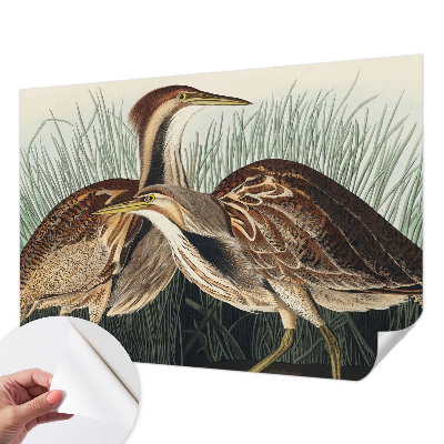 Fotomurale 3D Uccelli realistici