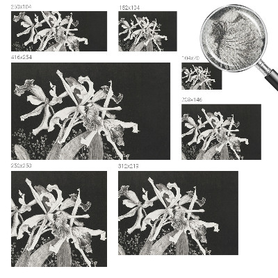 Carta da parati cameretta Illustrazione di un'orchidea