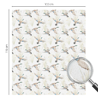 Pellicola decorativa per vetri Natura degli uccelli