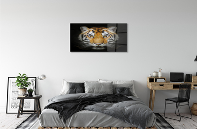 Quadro acrilico Tigre