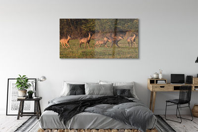 Quadro acrilico Deer Sunrise Field