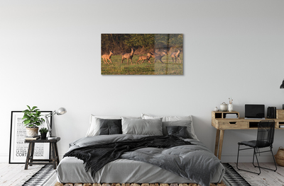 Quadro acrilico Deer Sunrise Field