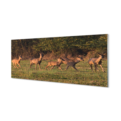 Quadro acrilico Deer Sunrise Field