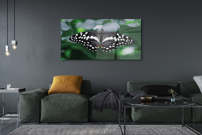 Quadro in vetro acrilico Foglie di farfalla colorate