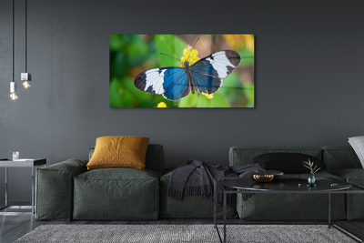 Quadro vetro acrilico Farfalla colorata sui fiori