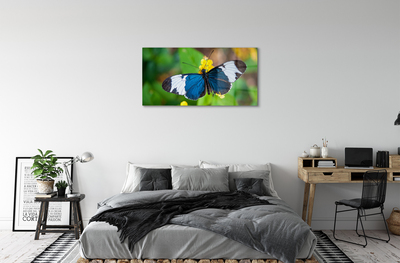 Quadro vetro acrilico Farfalla colorata sui fiori