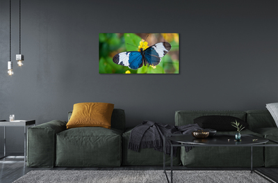 Quadro vetro acrilico Farfalla colorata sui fiori