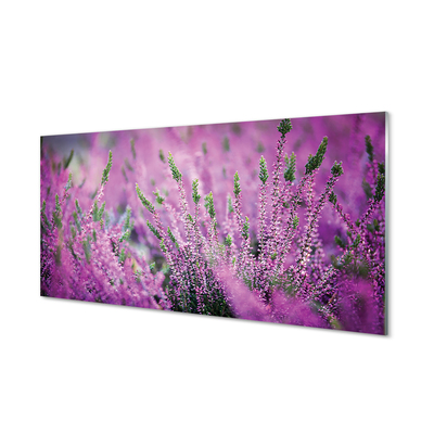 Quadro vetro acrilico Campo heather