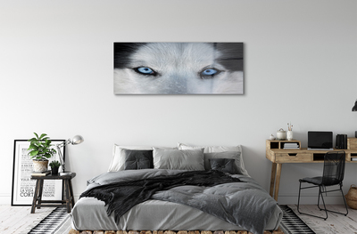 Quadro vetro acrilico Eyes Wolf