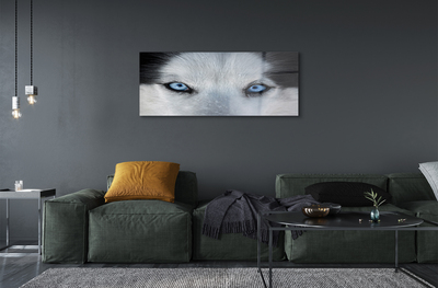 Quadro vetro acrilico Eyes Wolf