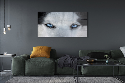 Quadro vetro acrilico Eyes Wolf