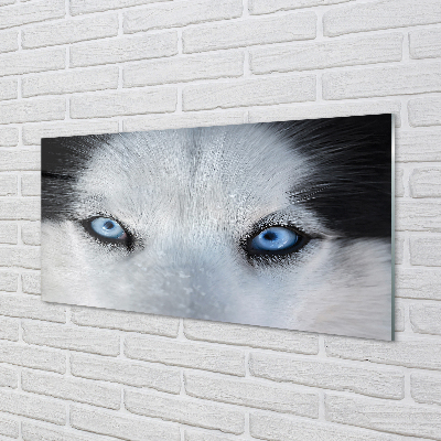 Quadro vetro acrilico Eyes Wolf