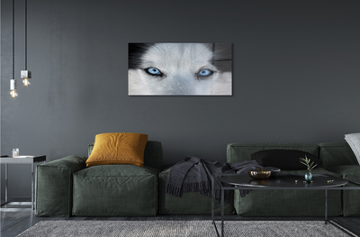 Quadro vetro acrilico Eyes Wolf