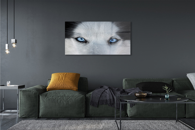 Quadro vetro acrilico Eyes Wolf