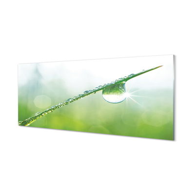 Quadro in vetro acrilico Drop di macro erba