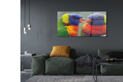 Quadro su vetro acrilico Pappagalli colorati