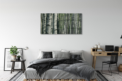 Quadro su vetro acrilico Foresta di betulla