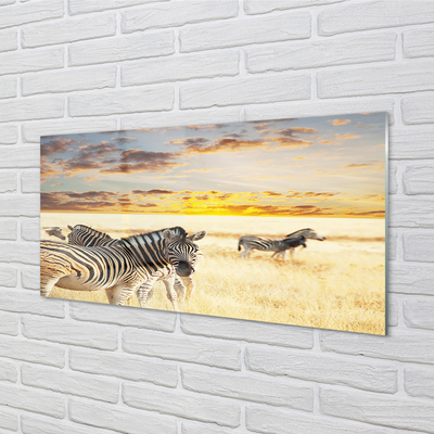 Quadro su vetro acrilico Zebry Field Sunset