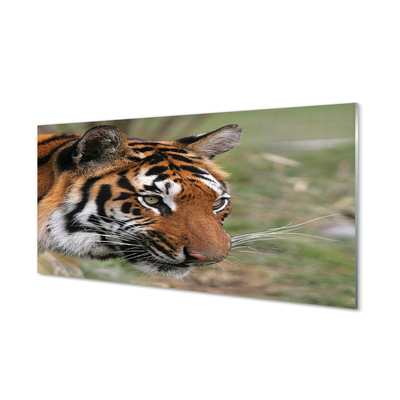 Quadro acrilico Foresta di tigre