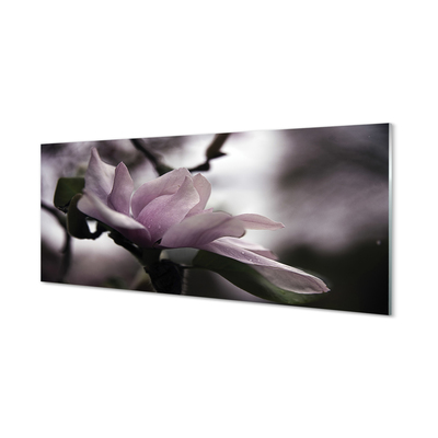 Quadro su vetro acrilico Magnolia