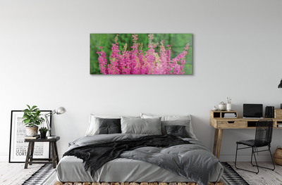 Quadro vetro acrilico Fiori di erica