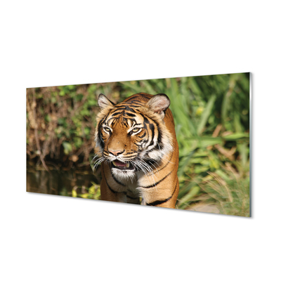 Quadro vetro acrilico Foresta di tigre