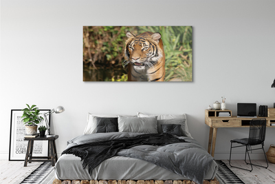 Quadro vetro acrilico Foresta di tigre