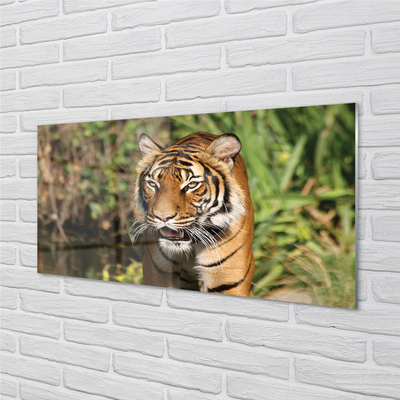 Quadro vetro acrilico Foresta di tigre