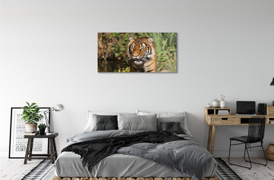 Quadro vetro acrilico Foresta di tigre