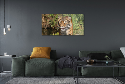 Quadro vetro acrilico Foresta di tigre