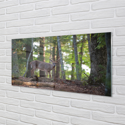 Quadro in vetro acrilico Forest Jeleń