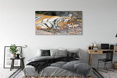 Quadro in vetro acrilico Tigre bugiardo