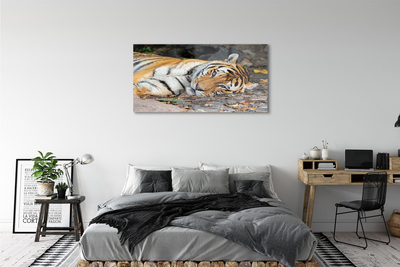 Quadro in vetro acrilico Tigre bugiardo