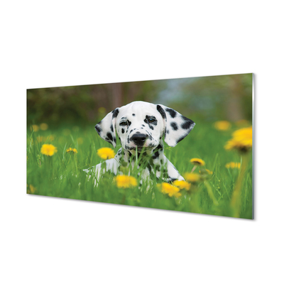 Quadro su vetro acrilico Dog Meadow