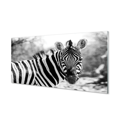 Quadro in vetro acrilico Zebra retrò