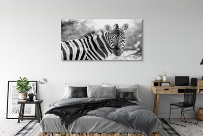 Quadro in vetro acrilico Zebra retrò