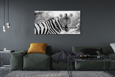 Quadro in vetro acrilico Zebra retrò