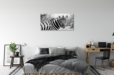 Quadro in vetro acrilico Zebra retrò