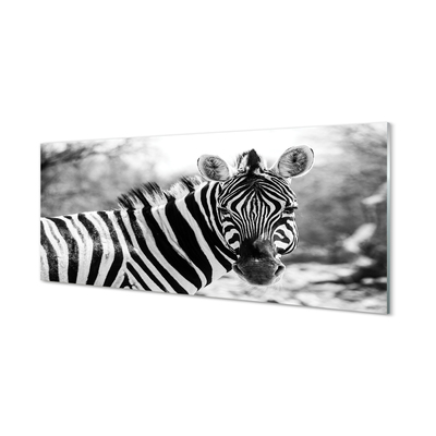 Quadro in vetro acrilico Zebra retrò