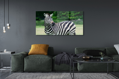 Quadro su vetro acrilico Campo zebra