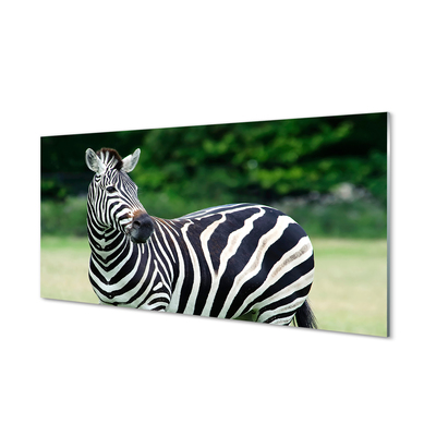 Quadro su vetro acrilico Campo zebra