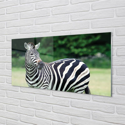 Quadro su vetro acrilico Campo zebra