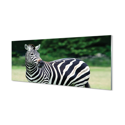 Quadro su vetro acrilico Campo zebra