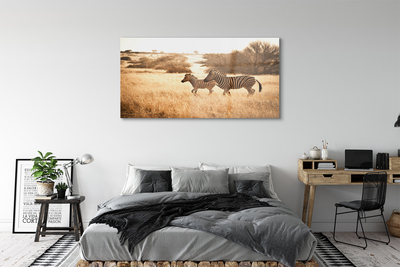 Quadro acrilico Zebra Field Sunset