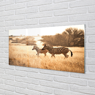 Quadro acrilico Zebra Field Sunset