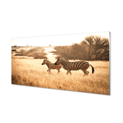 Quadro acrilico Zebra Field Sunset