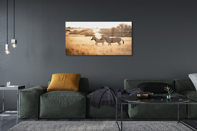 Quadro acrilico Zebra Field Sunset