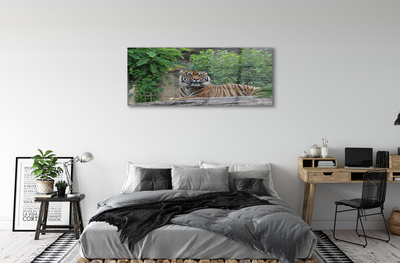 Quadro vetro acrilico Foresta di tigre