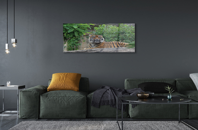 Quadro vetro acrilico Foresta di tigre