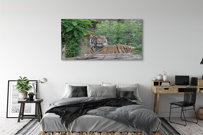 Quadro vetro acrilico Foresta di tigre